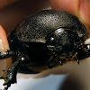 Rhinocerus Beetle (f)