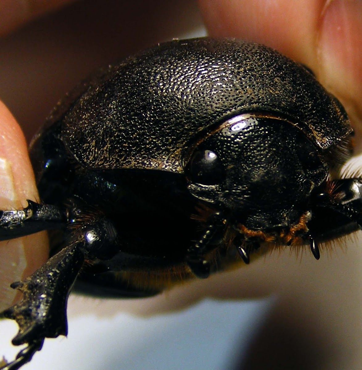 Rhinocerus Beetle (f)