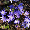 Leberblümchen (Liverwort)