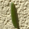 Cabbage white caterpillar