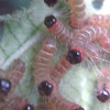 Owlet Moth Caterpillar