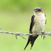 RED-RUMPED SWALLOW