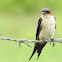 RED-RUMPED SWALLOW