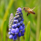 Hyacinthus Orientalis by Leka Huie -  