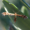 Plume Moth  (Pterophorinae)