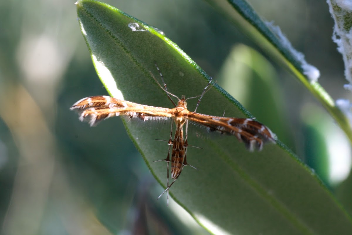 Plume Moth  (Pterophorinae)
