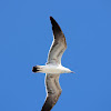 Laughing Gull (Basic plumage)