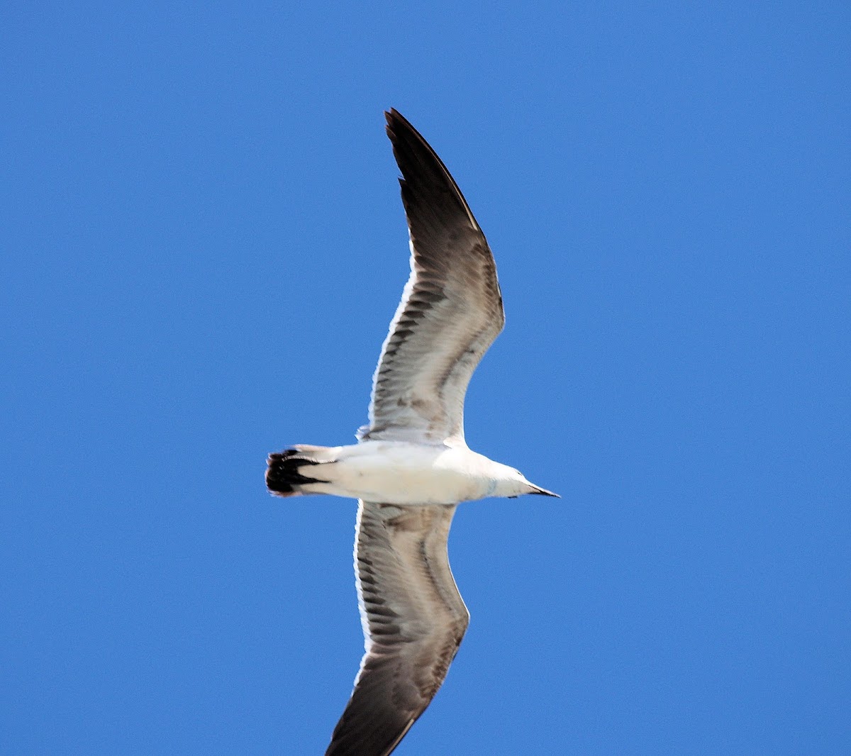 Laughing Gull (Basic plumage)