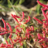 Jointed Glasswort