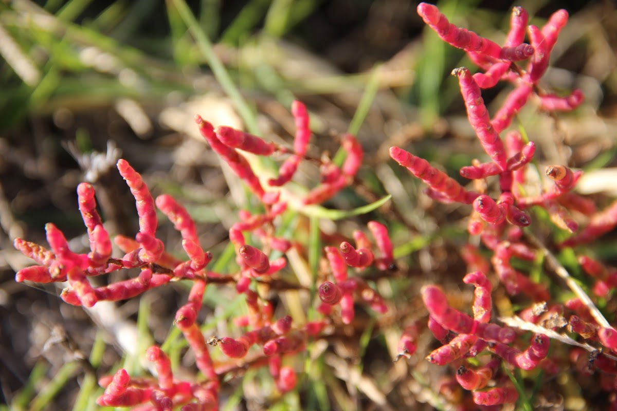 Jointed Glasswort