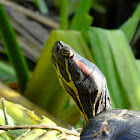 red ear slider