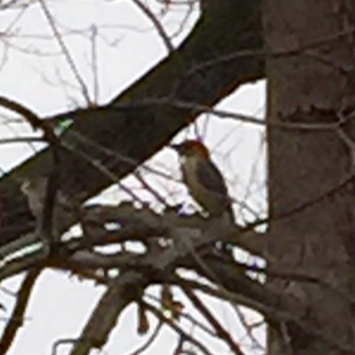 Red Bellied Woodpecker