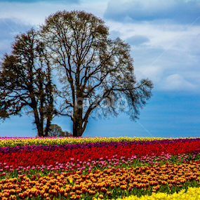 by Don Saddler - Flowers Flower Gardens