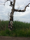 The Shoe Tree