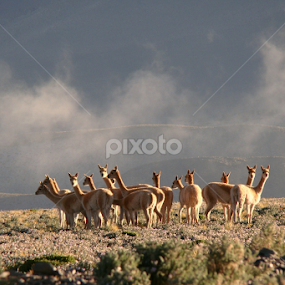 Herd of Guanacos by LoRe Pics ARG - Animals Other Mammals