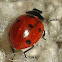 Seven-spot ladybird