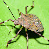 Brown Marmorated Stink Bug Nymph