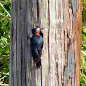 Puerto Rican Woodpecker