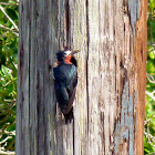 Puerto Rican Woodpecker