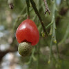 Native Cherry