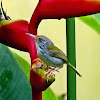 Common Tailorbird