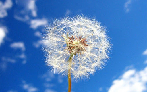 Dandelion wallpaper