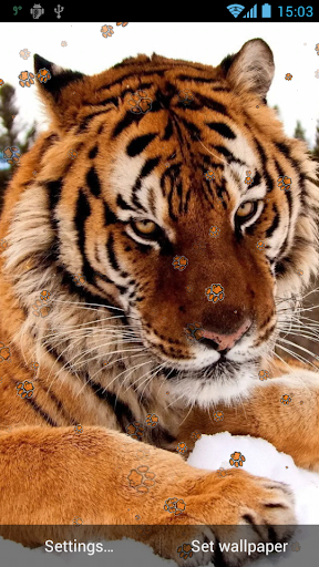 Tiger Live Wallpaper