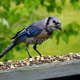 Bluejay by Kristy Thurston -  
