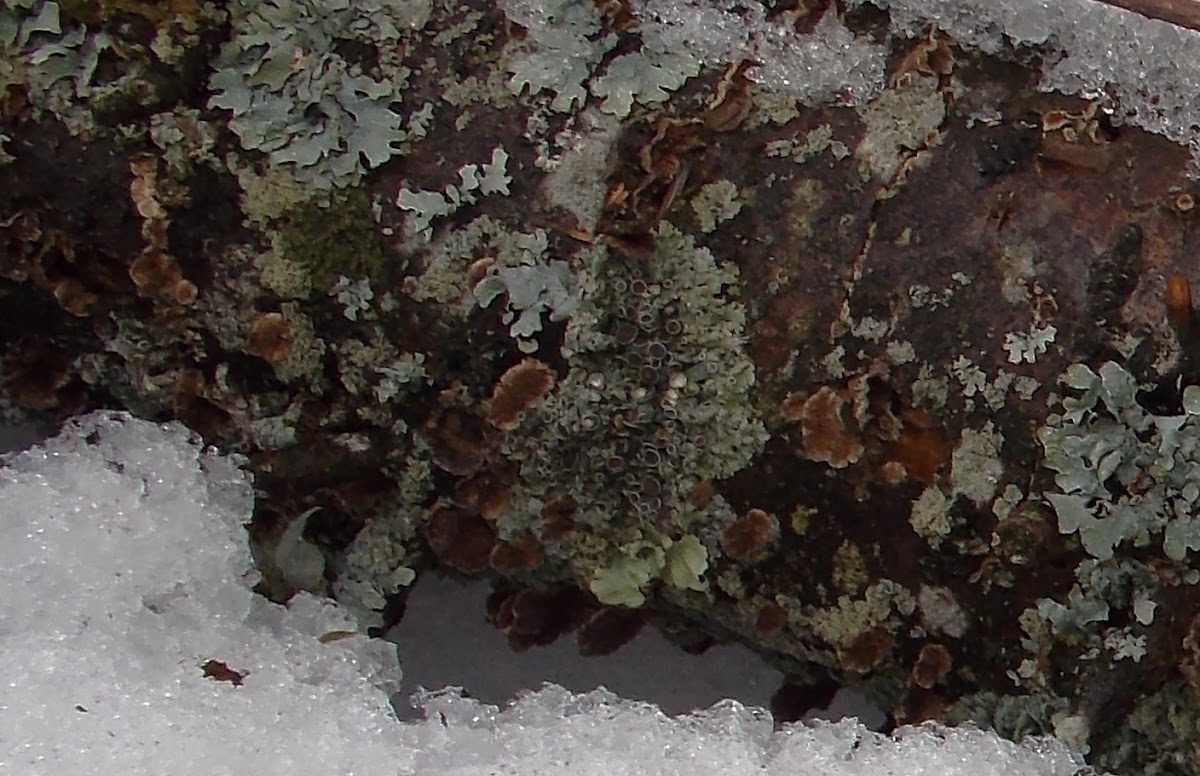 Crumpled Rag Lichen