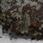 Crumpled Rag Lichen