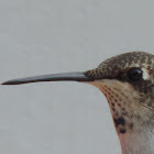 Black-chinned Hummingbird (immature male)