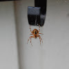 European garden spider (Cross spider)