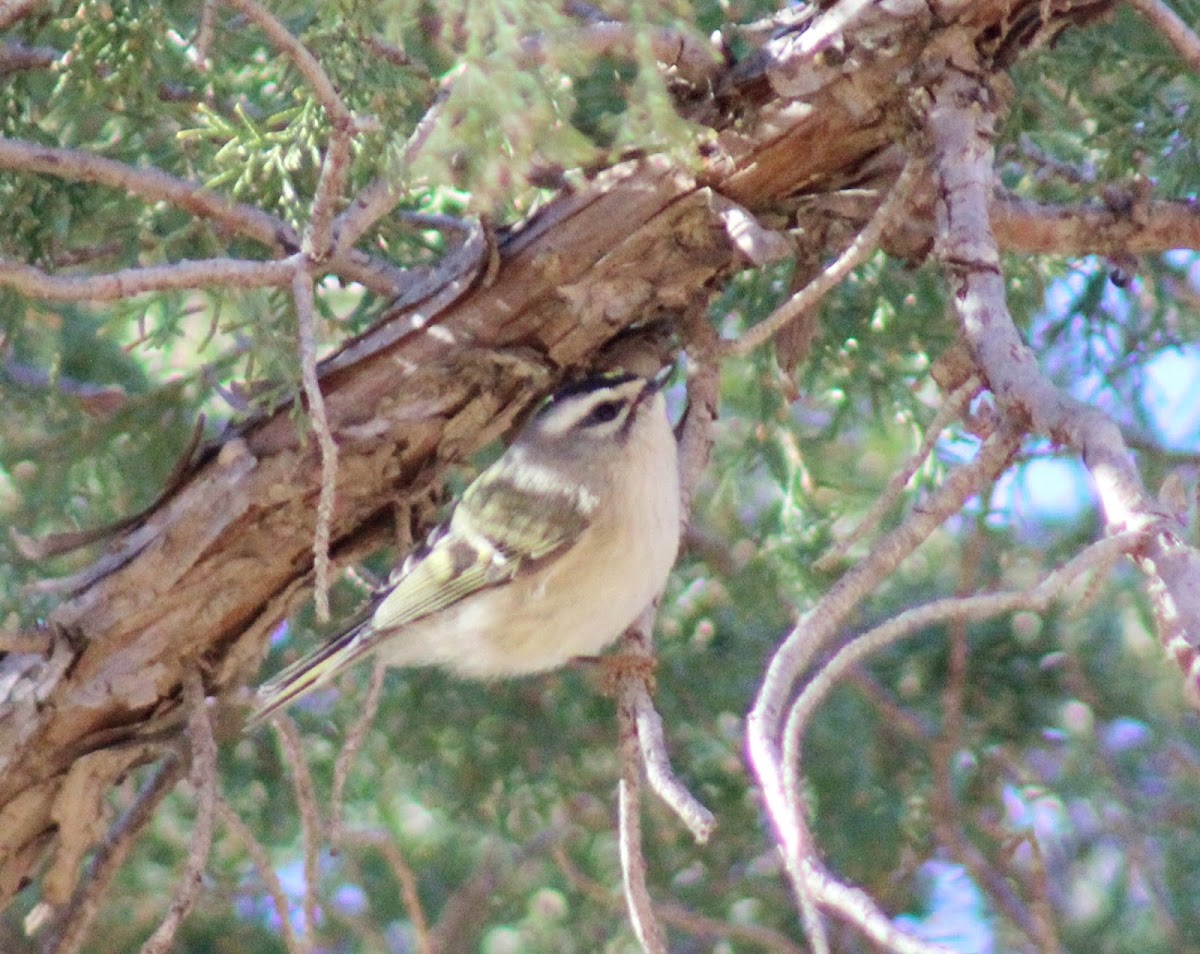 Golden-crowned Kinglet