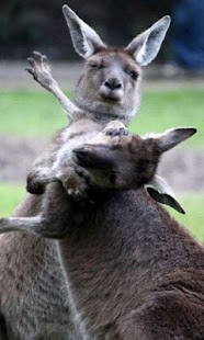 Verry Funny Animals Screenshots 0