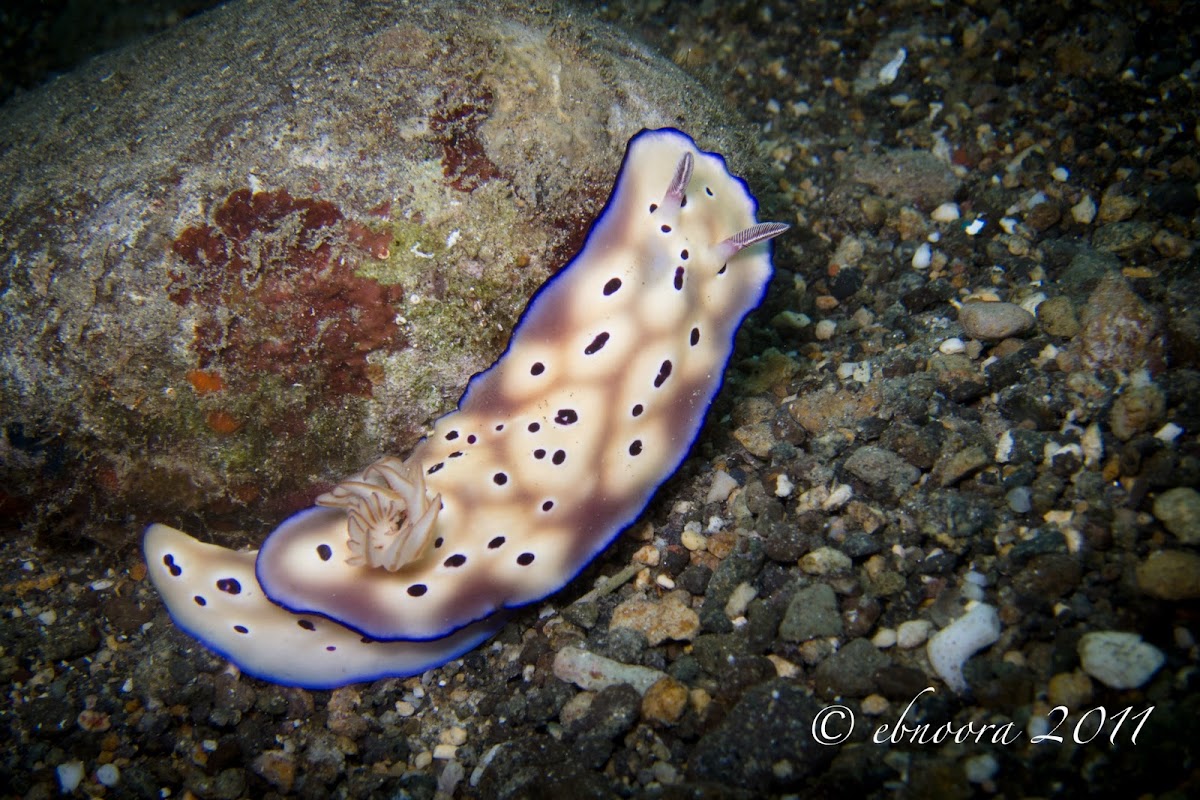 Tryon's Hypselodoris