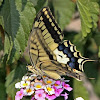 Common Yellow Swallowtail