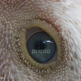 A hen's eye by Syed Hasibul Hasan - Animals Birds