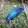 Blue Slug