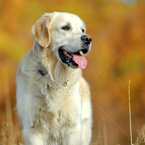 by Aleksandar Kordic - Animals - Dogs Portraits