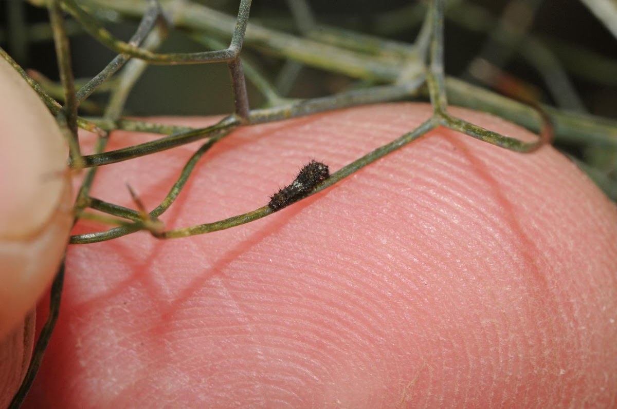 Black swallowtail (1st instar larva)