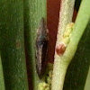 Ledrinae Leafhopper