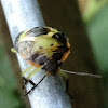 Green Stinkbug Nymph
