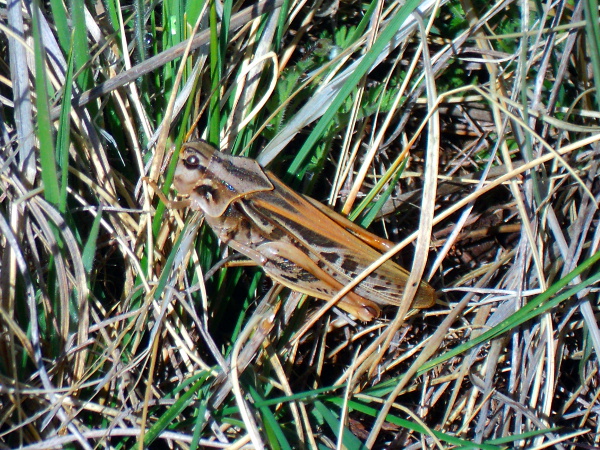 Two-Stripe Grasshopper