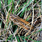 Two-Stripe Grasshopper