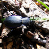 Violet Ground Beetle