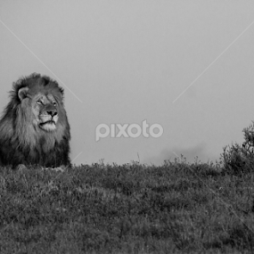 The Nobel Lion by Trevor Fairbank - Black & White Animals