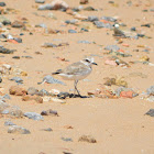 東方環頸鴴 / Kentish Plover