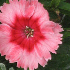 Sweet William