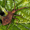 Dock Bug - Coreus marginatus - late instar nymph - close up