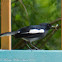 Oriental Magpie Robin